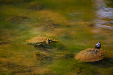 Two Slider turtles swimming together in a wetland pond in Roswell Georgia.