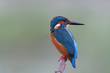 Common Kingfisher
