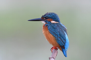 Common Kingfisher