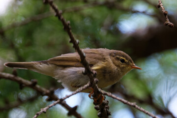 Common chiffchaff (Phylloscopus collybita) on larch tree.