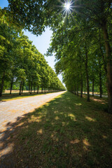 Obraz premium Herrenhäuser Allee in Hannover an einem schönen Sommertag mit Sonnenstern