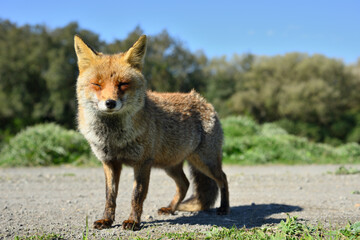Confident European red fox on a walking path