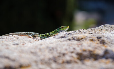 Lézard vert au soleil sur un rocher