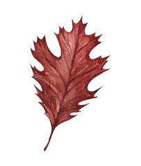 Watercolor autumn leaf. Hand drawn illustration of a leaf from a tree isolated on a white background. Design and decoration of the autumn theme.