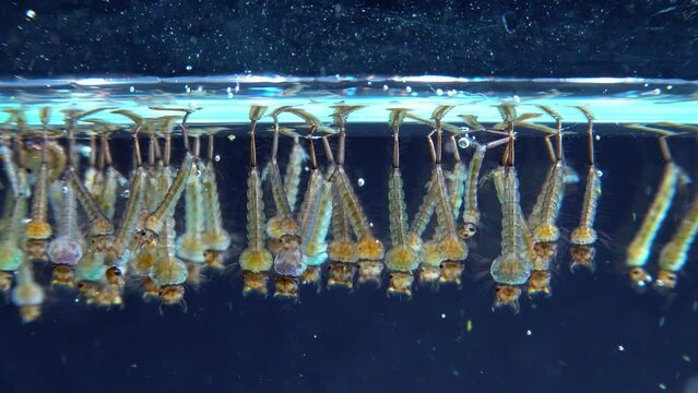 Culex pipiens (the common house mosquito or northern house mosquito)