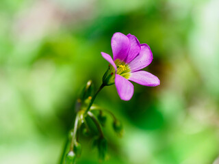 Oxalis latifolia