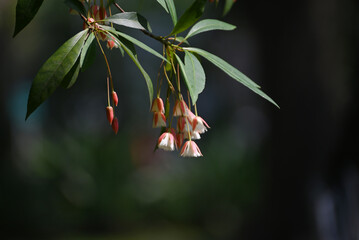 Flower of Elaeocarpus angustifolius is a species of flowering plant in the family Elaeocarpaceae