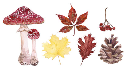 Watercolor large autumn set. Hand drawn illustrations of fly agaric mushroom, autumn leaves, pine cone and red rowan bunch. Forest nature. Design and decoration of the autumn theme. © Yana