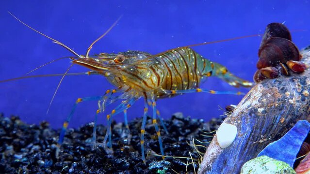 Rockpool shrimp (Palaemon elegans), shrimp looking for food among mussels, Black Sea