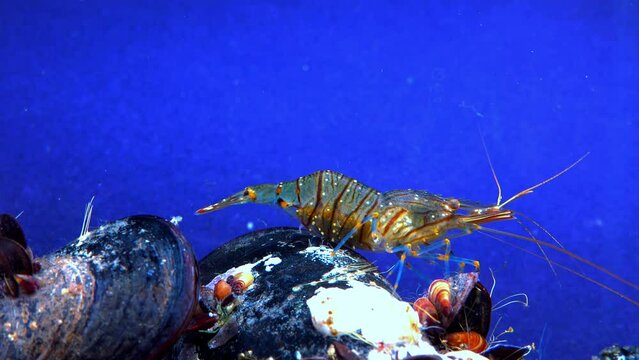 Rockpool shrimp (Palaemon elegans), shrimp looking for food among mussels, Black Sea