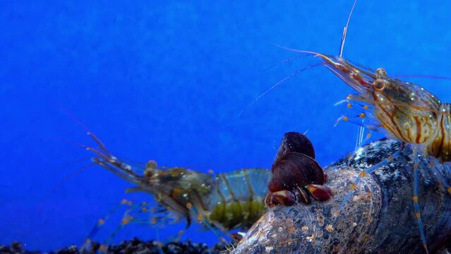 Rockpool shrimp (Palaemon elegans), shrimp looking for food among mussels, Black Sea