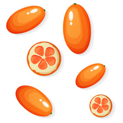 Kumquat. Kumkva slices. Kumkva cut into circles. Flat design vector illustration of kumquat on white background. Exotic fruits