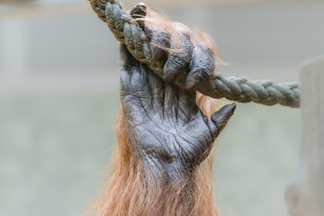 Hand eines Orang-Utan