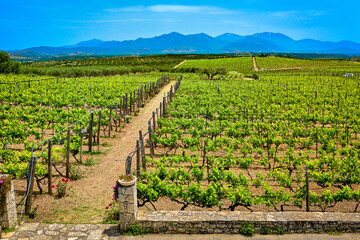 Fototapeta na wymiar Vineyards of Crete island on sunny day, distant mountains, Greece