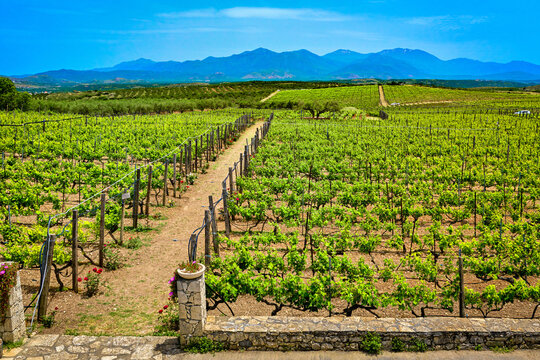 Vineyards of Crete island on sunny day, distant mountains, Greece