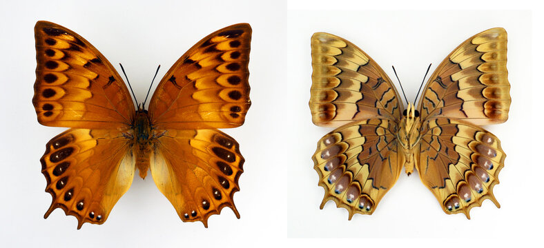 Beautiful motley butterfly isolated on white. Charaxes latona female top and upside macro close up, collection butterflies, nymphalidae, lepidoptera