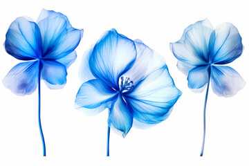 Group of three blue flowers sitting on top of white table next to each other.