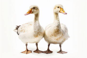Couple of ducks standing next to each other on white surface with white background.