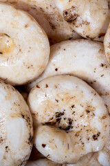 Fototapeta na wymiar Fresh raw milk mushrooms close up