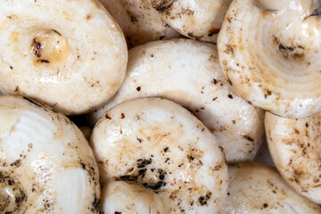 Fresh raw milk mushrooms close up