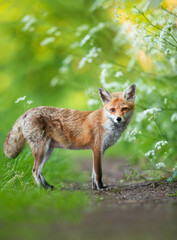 Close-up of a Red fox standing on a forest path