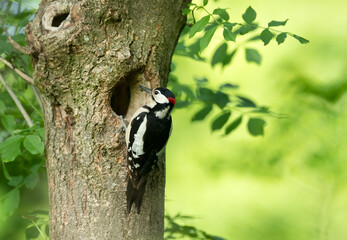 Great spotted woodpecker male preparing nest in spring