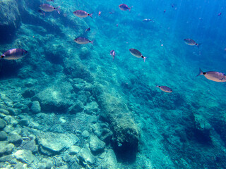 Vista subacquea della barriera corallina con pesci 