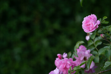 Wild pink rose on red background.