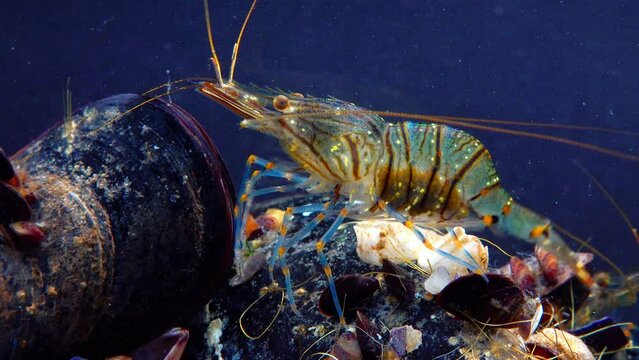 Rockpool shrimp (Palaemon elegans), shrimp looking for food among mussels, Black Sea