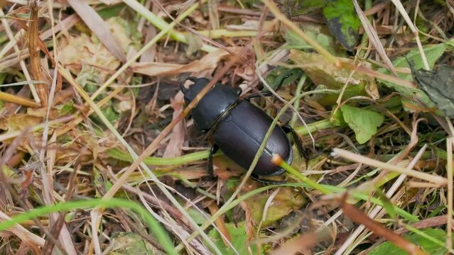 Female Lesser Stag Beetle in Grass
