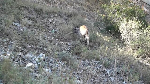 Mountain goat grazing on liberty