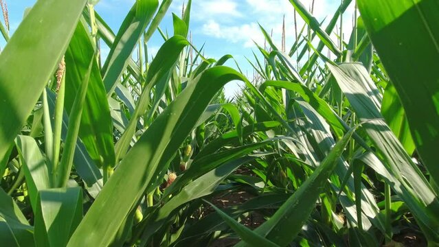 Close up of growing young maize of corn seedling plants cultivated on agricultural countryside farmland. Inspection of crops on sunny day. Walk and movement in green corn field. Food agriculture.