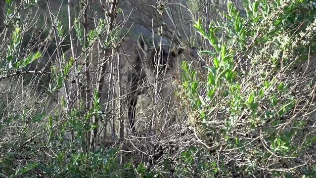 Mountain goat grazing and noticing our presence