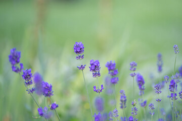 Lavender in abstract style on dark background.