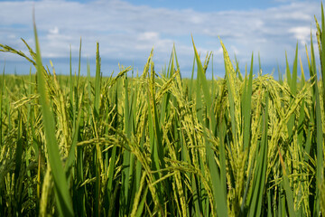 green wheat field