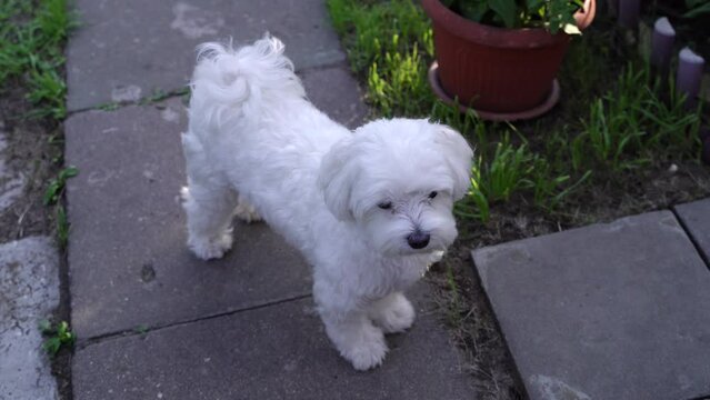 Top view of cute maltese dog puppy face looking at the camera, concrete terrace at the house garden backyard. Concept of domestic animal, best friend and companion for human