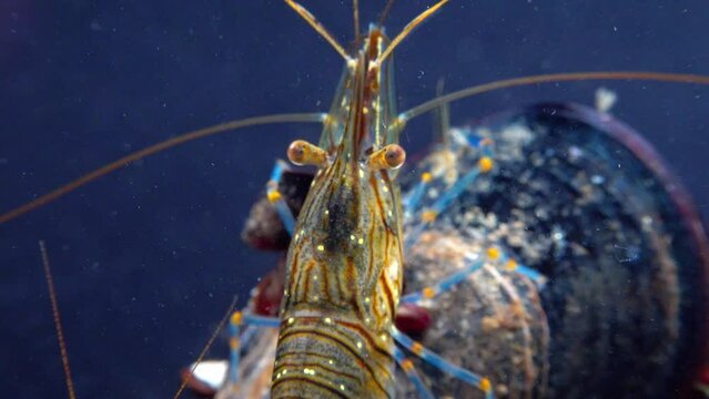 Rockpool shrimp (Palaemon elegans), shrimp looking for food among mussels, Black Sea