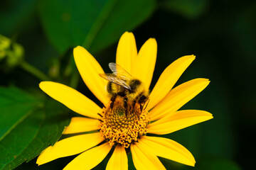 Sawing a flower by insects. bumblebee pollinating a flower