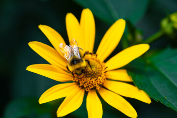 Gazania flower. Yellow chamomile. insect on a flower. heliopsis