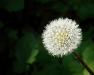 Dandelion seeds intact on stem