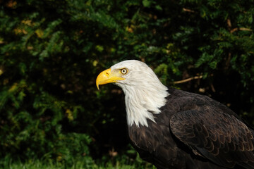 Bald eagle head and shoulders with green background