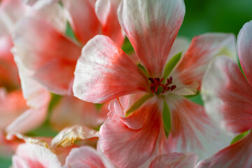 Fototapeta na wymiar Geranium pink. beautiful geranium flower