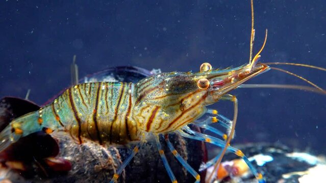 Rockpool shrimp (Palaemon elegans), shrimp looking for food among mussels, Black Sea