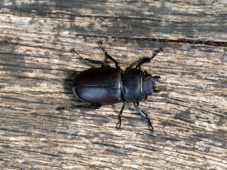Female Lesser Stag Beetle on Wood