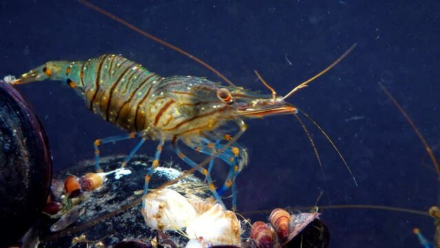 Rockpool shrimp (Palaemon elegans), shrimp looking for food among mussels, Black Sea