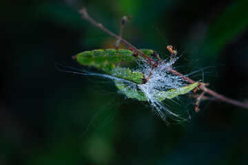 Glowing drops of dew on a seed over blurred background