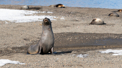 Antarctic fur seals on the beach at Whalers Bay, Deception Island, Antarctica
