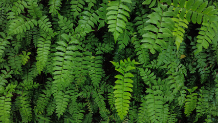Adiantum latifolium, Maidenhair Fern in the forest
