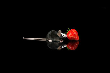 Cute black and white mouse with a strawberry on a black background with reflection