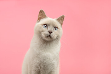 Portrait of a pretty british shorthaired cat looking a little up on a pink background